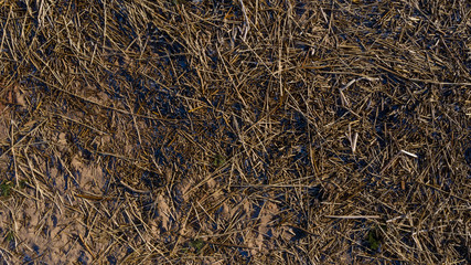 Wood chips, sticks and twigs thrown out of the sea to the beach. Flat view from the top.