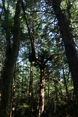 Forest Bathing