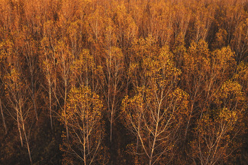 Aerial view of aspen tree forest in autumn sunset