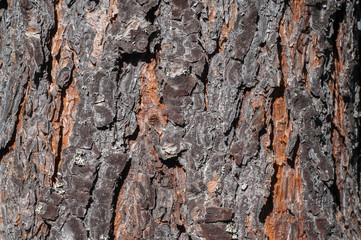 Pine tree trunk bark closeup as wooden background