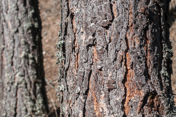 Pine tree trunk bark closeup as wooden background