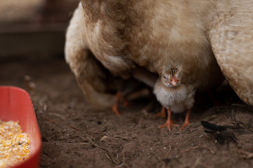 chick with mother