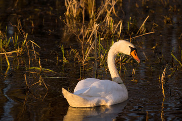 Schwan