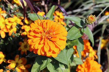 Bright orange marigold flower with plenty of green leaves and some smaller yellow flowers in a...