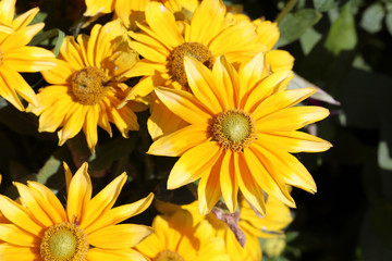 Bright and vibrant big yellow flowers photographed during a sunny summer day. Beautiful park / garden flowers blossoming in a closeup. Concept of happiness, energy, freedom and power. Color photo.