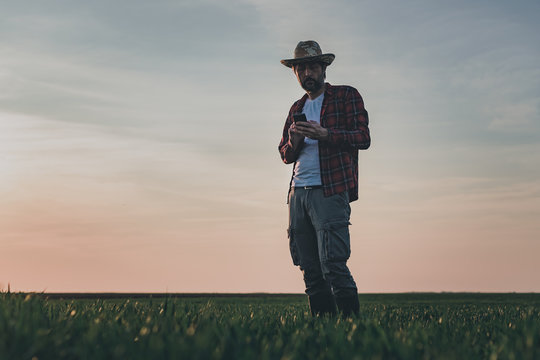 Farmer using smartphone in wheat crop field