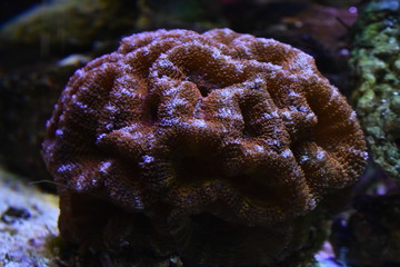 Corales de arrecife