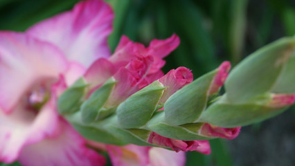 Close up of a Stalk of a Pink Gladiolus Flower