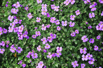 Obraz premium Small violet blossoming flowers making background