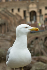 An adult yellow-legged gull (Larus michahellis) on the ruins of the Roman Colosseum, Rome, Italy. Seagull details.