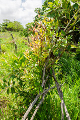 Fototapeta premium Young Jamun Plant Supported With Sticks