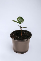 plant in pot isolated on white