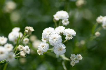 closeup gypsophila on blur background of other gypsophila