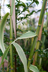 Green bamboo stems with leaves in garden