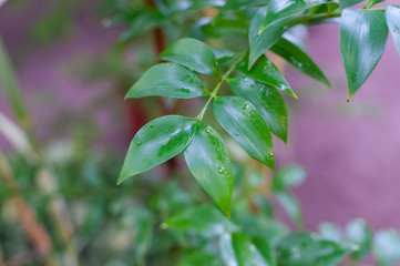 Close-up of a leaf and water drops on it background