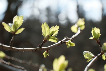 Twigs with light green young leaves illuminated by the sun in early spring