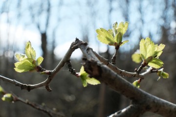 Twigs with light green young leaves illuminated by the sun in early spring
