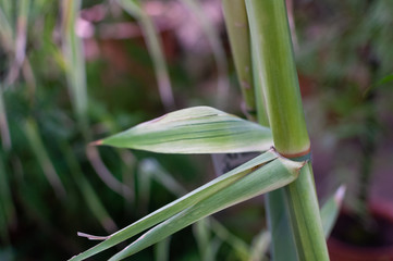 Green bamboo stems with leaves in garden