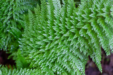 Close up photo of some fern plants and leaves. Beautiful green colors on darker background.