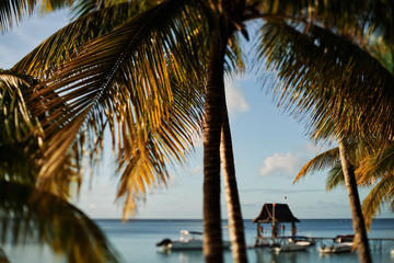 Fototapeta na wymiar Palmen Mauritius