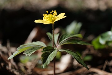 Yellow flower of Anemone ranunculoides commonly know as wood ginger. It is spring forest flower.