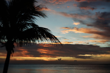 Obraz premium Palmen Mauritius