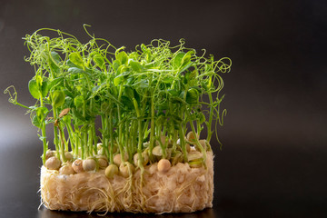 Sweet pea sprouts isolated on balck background
