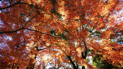 日本楓の紅葉風景