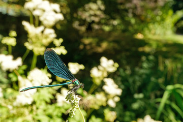 Nahansicht einer Blauflügel-Prachtlibelle