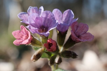 Little violet flowers of  lungwort (Pulmonaria officinalis) - medicinal plant