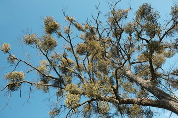 A sick tree attacked by mistletoe (viscum). They are woody, obligate hemiparasitic shrubs