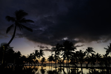 Fototapeta na wymiar Palmen Mauritius