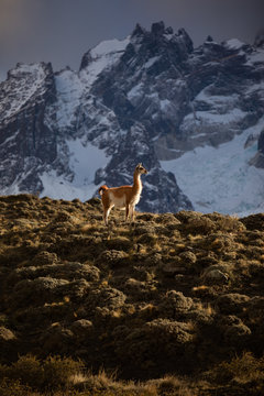 Tranquil lama in sunbeams against snowy mountain ridge