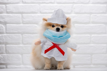 Dog dressed as a doctor or vet