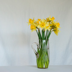 Yellow daffodils in a vase on a white background