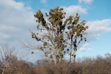 A sick tree attacked by mistletoe (viscum). They are woody, obligate hemiparasitic shrubs