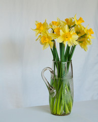 Yellow daffodils in a vase on a white background