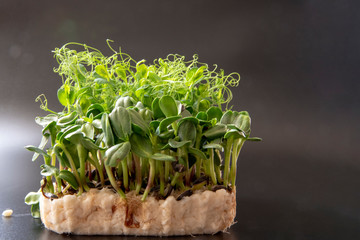 Sun flower and sweet pea sprouts, isolated