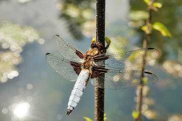 Nahansicht einer Libelle - Plattbauch