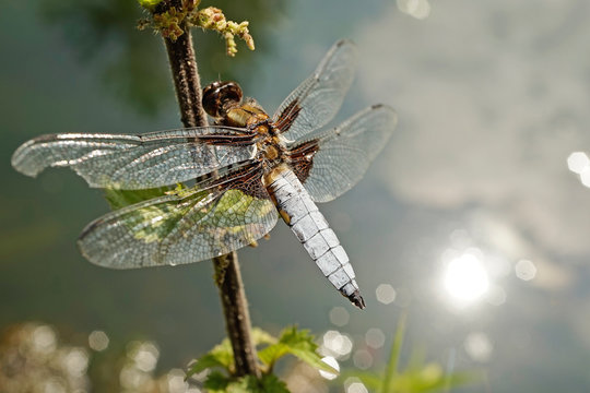 Nahansicht einer Libelle - Plattbauch