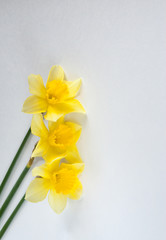Obraz premium Yellow daffodils on a white background
