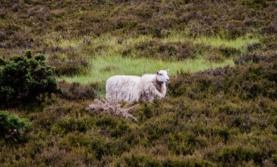 Sheep in wilderness