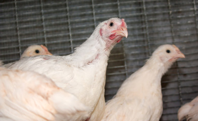 Broiler chickens in a cage at the poultry farm. Industrial production of white meat