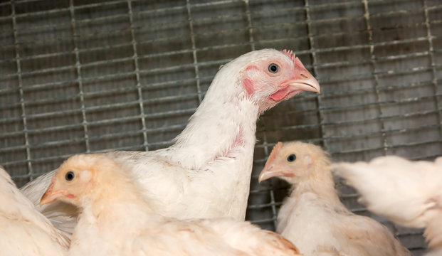 Broiler chickens in a cage at the poultry farm. Industrial production of white meat
