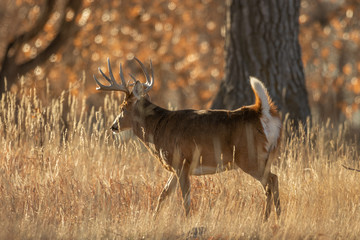 Buck Whitetail Deer During the Fall Rut