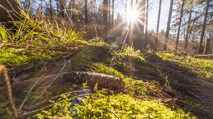 Fototapete bei efototapeten.de bestellen   