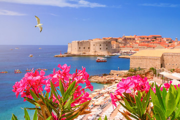 Coastal summer landscape - view of the blooming oleander and the Old Town of Dubrovnik with city...