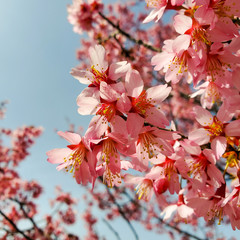 Blossom tree over nature background. Spring flowers, Spring Background