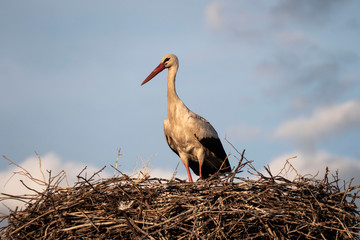 Fototapeta premium storks and their nests in the spring, a stork is waiting in its nest,