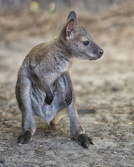 Känguru - Wallaby